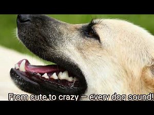 Different Dog Sounds Compilation 🐶🔊 | Funny Cute & Angry Dogs