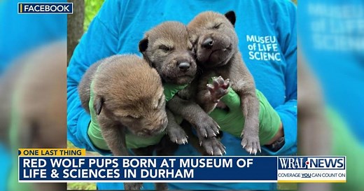Durham's Museum of Life and Science reopens red wolf exhibit with 3 new pups