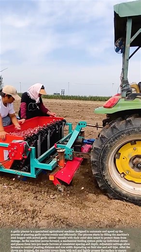 Modern Garlic Planting: Smarter Farming for Bigger Harvests #gardeningtips #farming