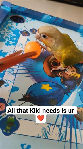 pineapple conure playing and dancing #parrot #pets #pineappleconureparrot