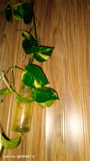 👍 here’s one final title for your video:🌱 About Plants | Types, Parts & Importance