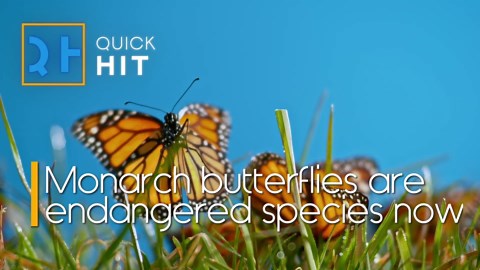 Monarch Butterflies Are Endangered Species Now
