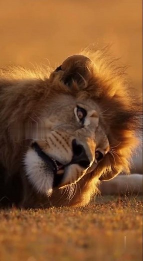 When the Lion Snores Too Loud… and His Queen Has Had Enough 😂