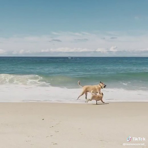 Lauren Conrad (@laurenconrad_)’s videos with original sound - Lauren Conrad