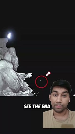 OWL SCARED 🤯🤯🤯🤯🤯 #viralvideo #shortsfeed #animals