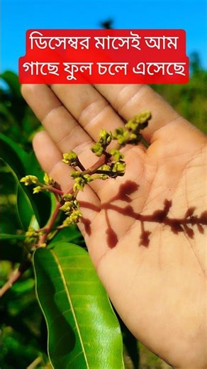 The mango tree is in bloom in December. #nature #ম্যাংগো