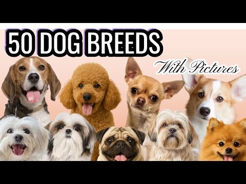 50 Dog Breeds with Pictures | Cute & Informative Dog Documentary 🐕