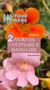 17K views · 103 reactions | 2 fiori estivi colorati che tutti possono...