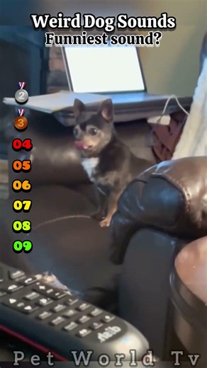 Funny Dogs Making Weird Sounds 😂 Too Hilarious!