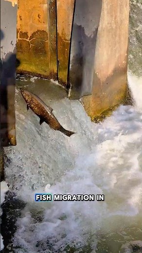Salmon Migration #salmonrun #ontario #canada