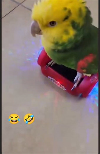 Funny Parrot 🦜 😄 #funnybirds #funnyvideo #fun