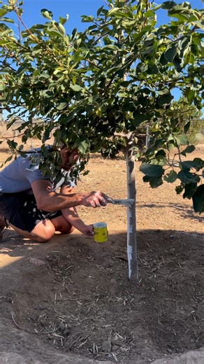 3.8K views · 25 reactions | If You’re interested in planting bare...