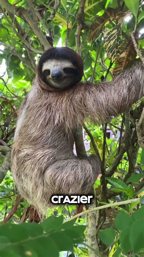 Sloths can turn their head to 270 degree?! 😳 #shorts #animals #interestingfacts