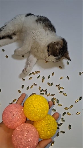 Cat Bella Beads 🌈🌸Reverse video#marblerunandmore #cat #reverse