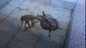 4K video Footage with turtle breeding. Baby turtles in a breeding pond. Water changing turtle breeding pond. Turtles are combined according to their type