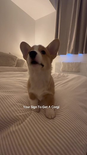 Your sign to get a corgi #corgi #corgipuppy #dog #dogsoftiktok #fyp