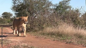 A lioness walking past and into the tall grass of the South African savanna.