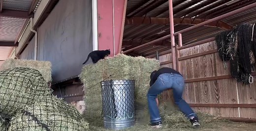 How do you fill your nets? | Hay Chix