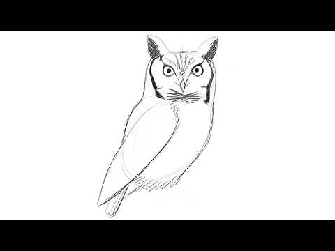 Drawing a Screech Owl with David Allen Sibley