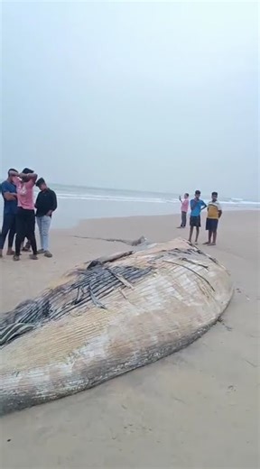 Paradip Sea beach/Big fish/Timi/Fish/Dead fish/Viral videos