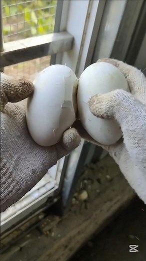 Assisted Hatching: Helping a Gosling Hatch Safely#hatching #farmlife