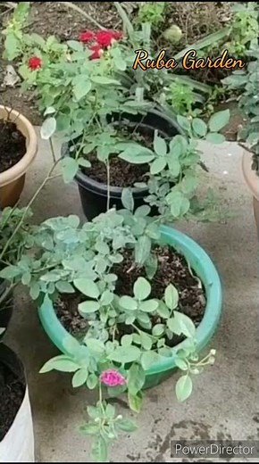 How to use Epsom Salt to make roses bloom | How to use Epsom salt for rose plants #rubagarden