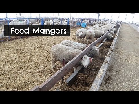 Feed Mangers Used For Ewes and Finishing Lambs | Vlog 58