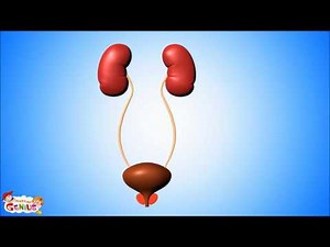 Urinary System animation for Kids Video