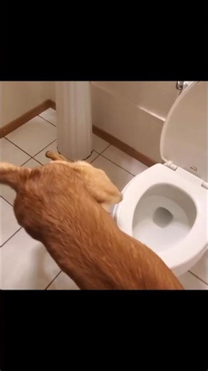 Dog Beautiful scene of going to the toilet #dogs #dog