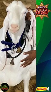 * Superb...😍💥 *K I N G* 🥇 *Jangda Goat Farm* will be Exhibited at🌀 *DALFA CATTLE SHOW - S4!* 💥𝐎𝐟𝐟𝐢𝐜𝐢𝐚𝐥 𝐃𝐚𝐭𝐞𝐬: 𝟏𝟕𝐭𝐡, 𝟏𝟖𝐭𝐡, 𝐚𝐧𝐝 𝟏𝟗𝐭𝐡 𝐉𝐚𝐧𝐮𝐚𝐫𝐲 𝟐𝟎𝟐𝟓𝐕𝐞𝐧𝐮𝐞 : 𝐄𝐱𝐩𝐨 𝐂𝐞𝐧𝐭𝐫𝐞 𝐊𝐚𝐫𝐚𝐜𝐡𝐢#JangdaGoatFarm #DalfaCattleShow #DalfaSeason4 #DalfaPak #BadarExpo #Parachute #Stunning | AR Maani