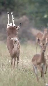 2.4M views · 13K reactions | Witness the grace & agility of impalas in action!✨ #DYK An alert impala will bark an alarm that puts the entire herd to flight? A fleeing impala is no easy prey! Ours is a world filled with natural wonders - courtesy of #biodiversity.  NatureIs_Lit | IPBES | Facebook
