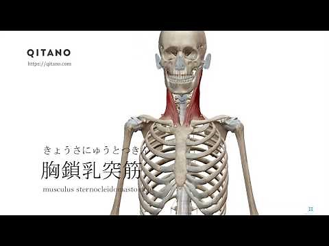 胸鎖乳突筋の解剖学図｜musculus sternocleidomastoideus｜筋肉辞典#67