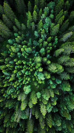 Trees, Forest, Meadow. Free Stock Video