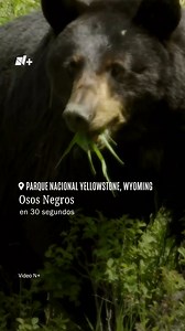 22K views · 536 reactions | Parque Nacional Yellowstone, Wyoming. En...