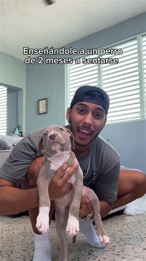 Enseñándole a @Thor El Pitbull a se tase! #dog #trainer #perro #entrenador #puppy