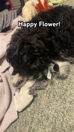 #puppy #pets #happydog #funny #dog #dogs