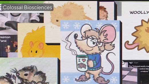 Back from extinction: Dallas lab revives woolly mice in mammoth-sized mission