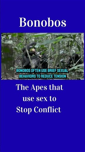 Bonobos: The Apes That Use Sex to Stop Conflict