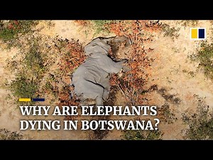 Mysterious deaths of over 400 elephants under investigation in Botswana