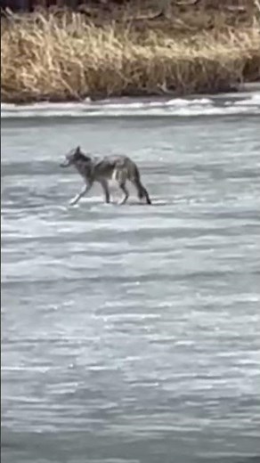Howling White Wolf On Frozen Yellowstone Ice!