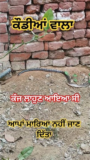 Common Krait snake Entered in our house today 😲😲 #shortsvideo #shorts #youtubeshorts