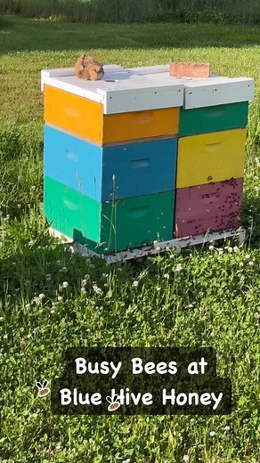 Our honey bees where so happy with the reprieve from the rain this afternoon. 🐝 Blue Hive Honey Bluehivehoney.com | Blue Hive Honey