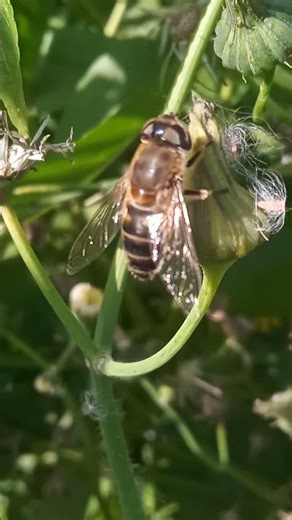 نحلة 🐝عسل من حقل خوخ