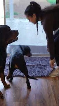 If you have a dog… you need a Muddy Mat. 🐾 #shorts