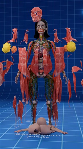 Smart Doctor on Instagram: "Complete Female Anatomy ✨♀️ 4K . . ### Complete Human Anatomy Human anatomy includes the body's structure, with various systems working together to sustain life. Here’s a brief overview: #### **1. Skeletal System** - **Function**: Provides structure and protects organs. - **Major Bones**: Skull, spine, ribs, pelvis, limbs. #### **2. Muscular System** - **Function**: Facilitates movement and maintains posture. - **Types of Muscles**: - **Skeletal**: Voluntary muscles. 