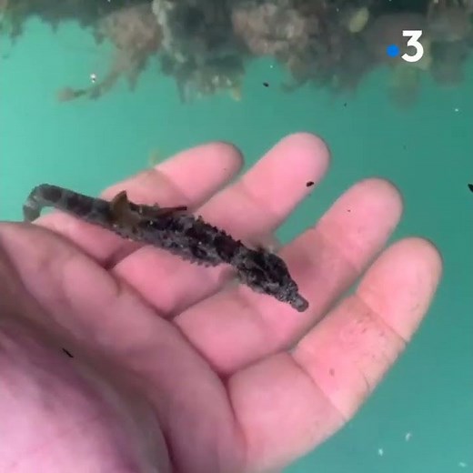 Hippocampe observé dans le port de plaisance de La Rochelle