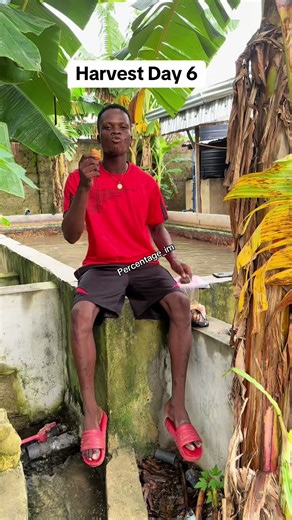 Harvest Day 6: Fish Jesus Feeds 5,000 People | CapCut Video