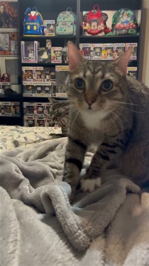 Django making biscuits