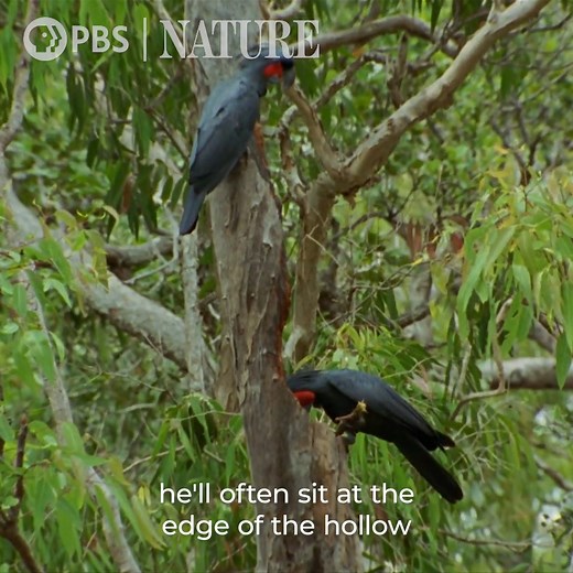 Happy National Bird Day! Check out this clip from our classic NATURE episode "Parrots in the Land of Oz." [VID: Excerpt from classic NATURE episode "Parrots in the Land of Oz"] | Nature | PBS