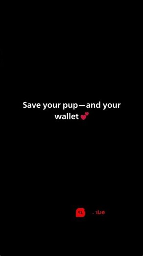 Best Pet Insurance Plans for BOAS (Flat-Faced Dogs)